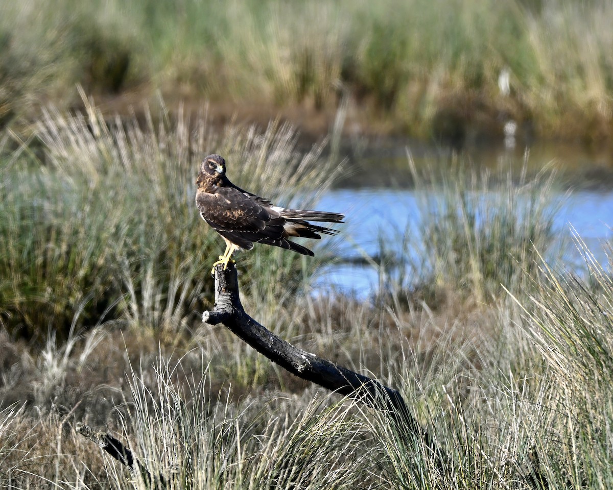 moták severoamerický - ML645430984