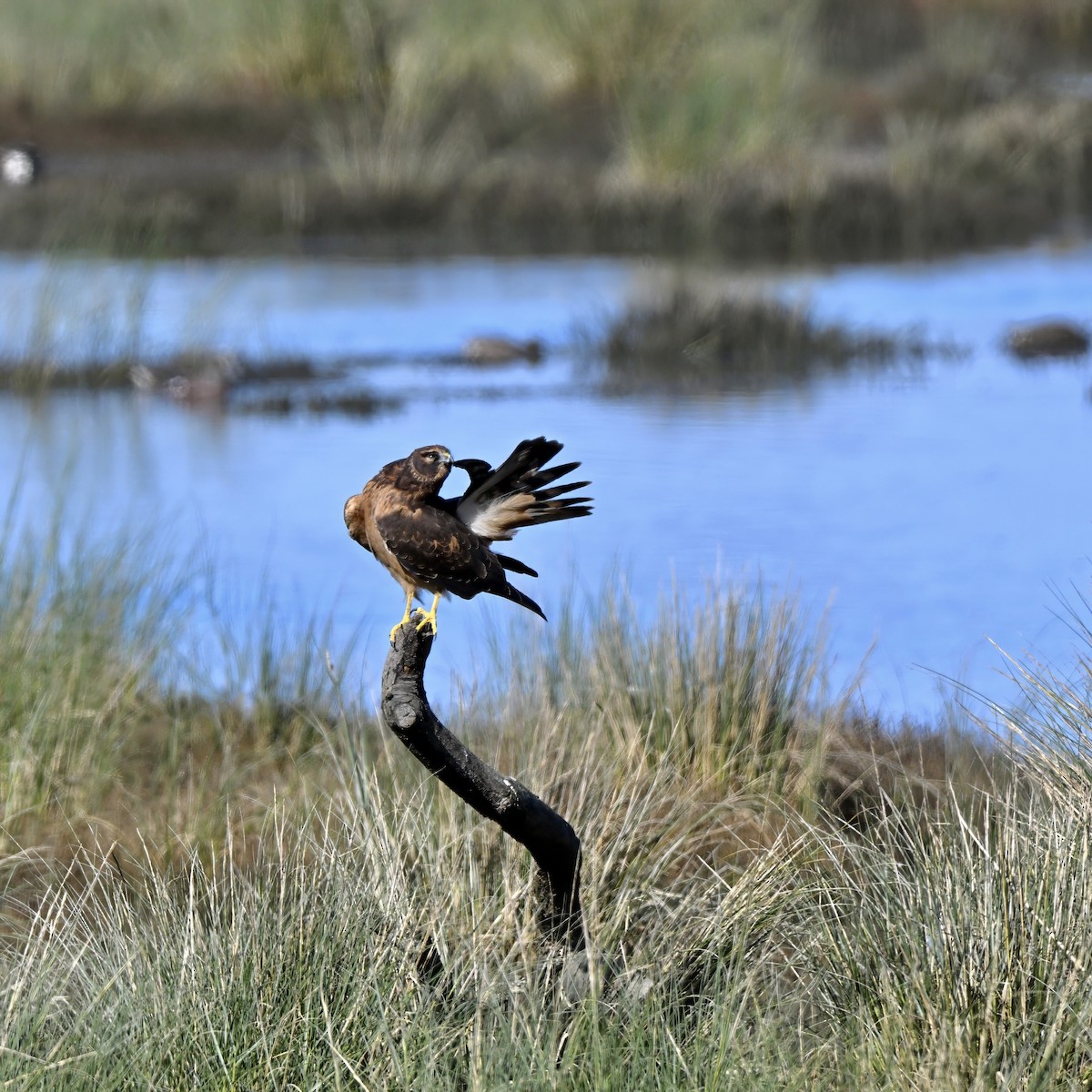 moták severoamerický - ML645430985