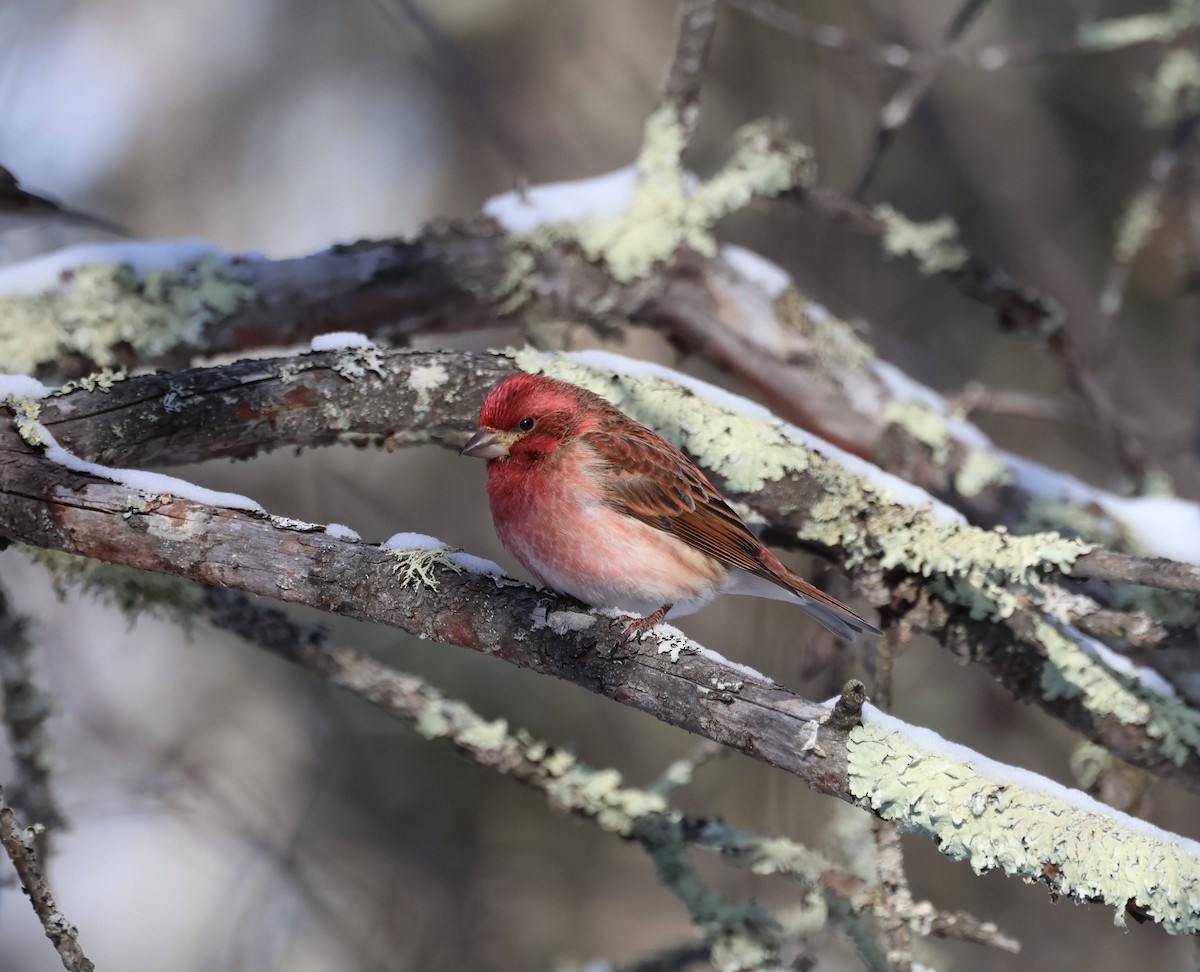 Purple Finch - ML645430986