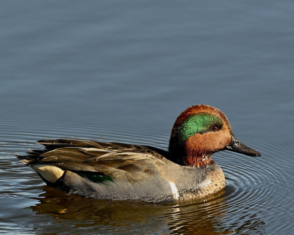 čírka obecná - ML645430987