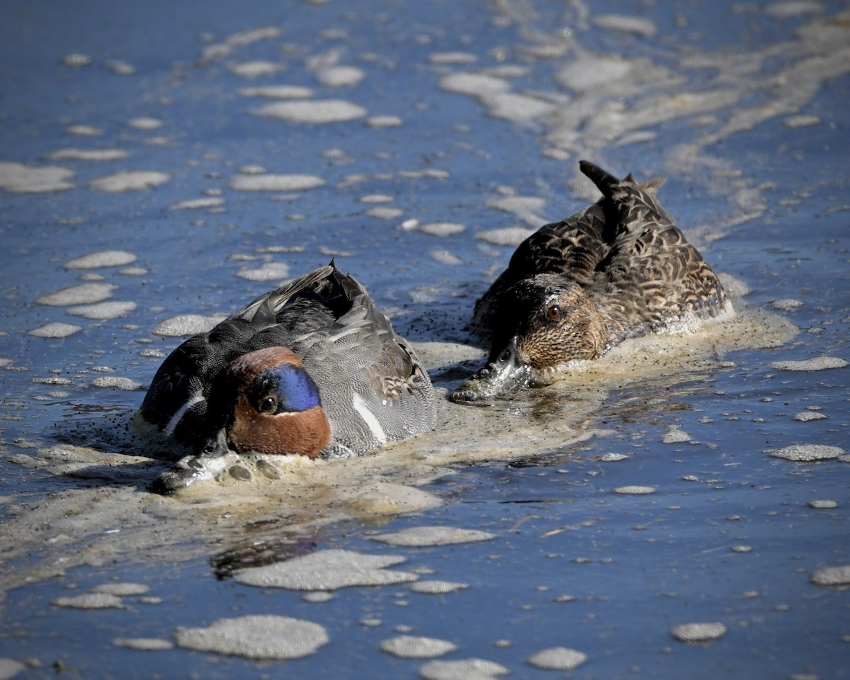 čírka obecná - ML645430991