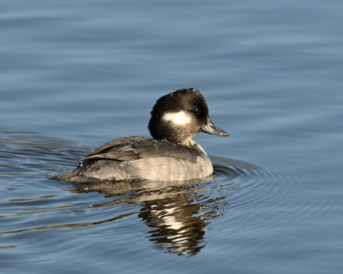 hohol bělavý - ML645430993