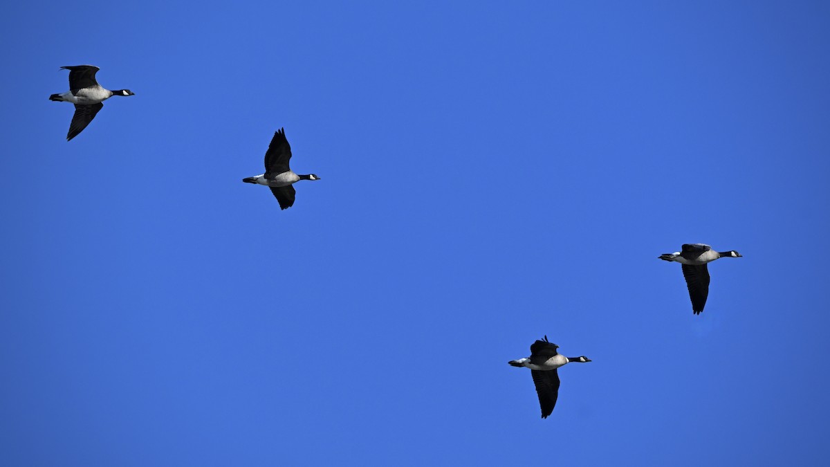 ברנטה גוצית - ML645431001