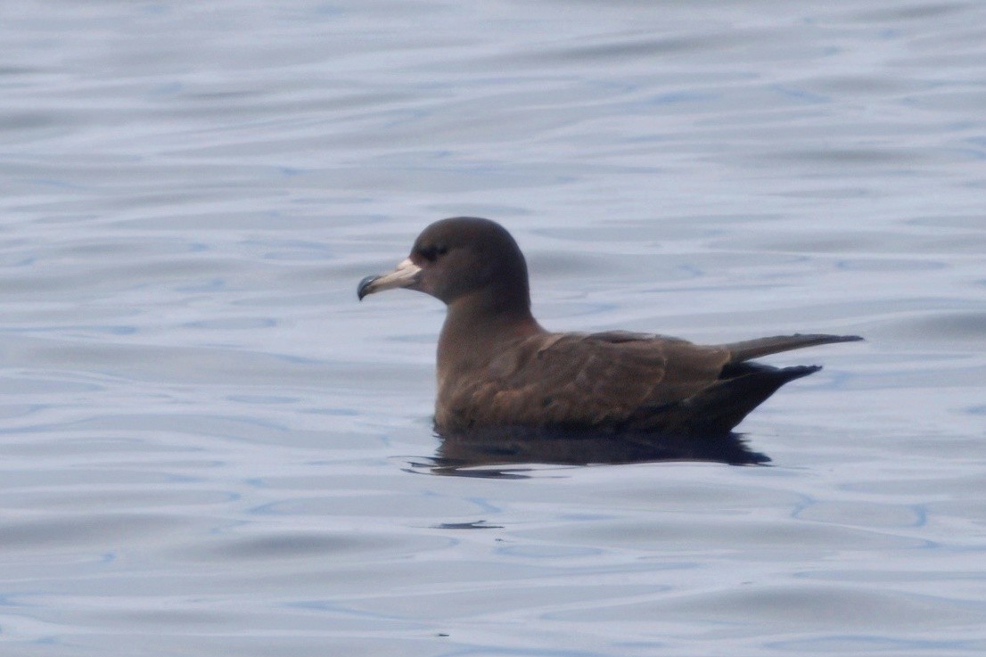 Flesh-footed Shearwater - ML645431003