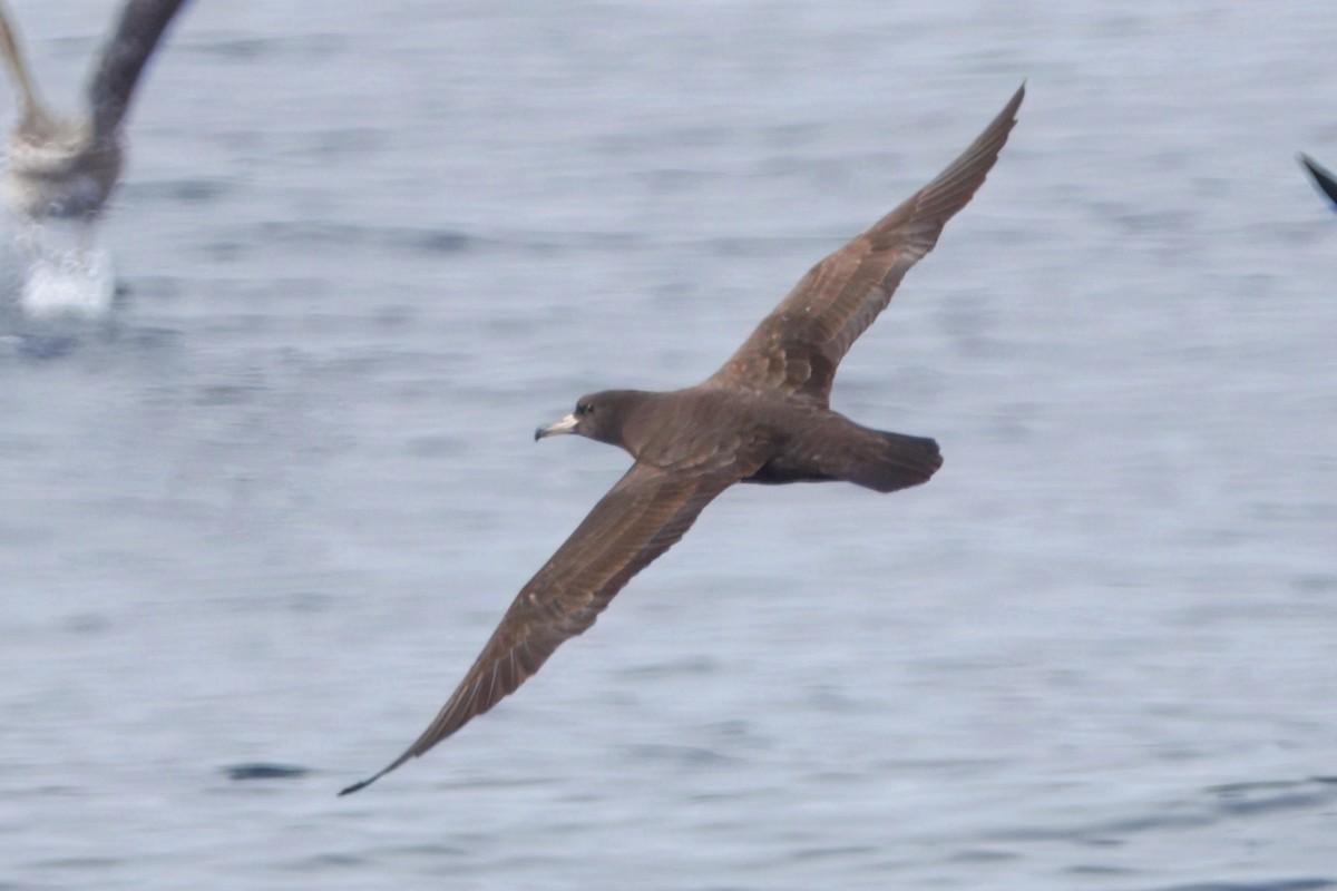Flesh-footed Shearwater - ML645431004