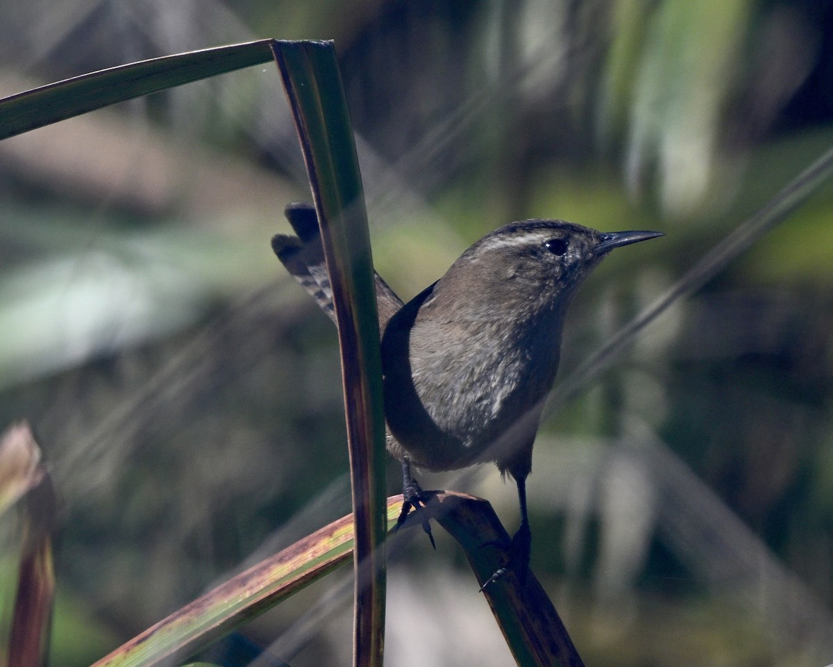 Marsh Wren - ML645431009