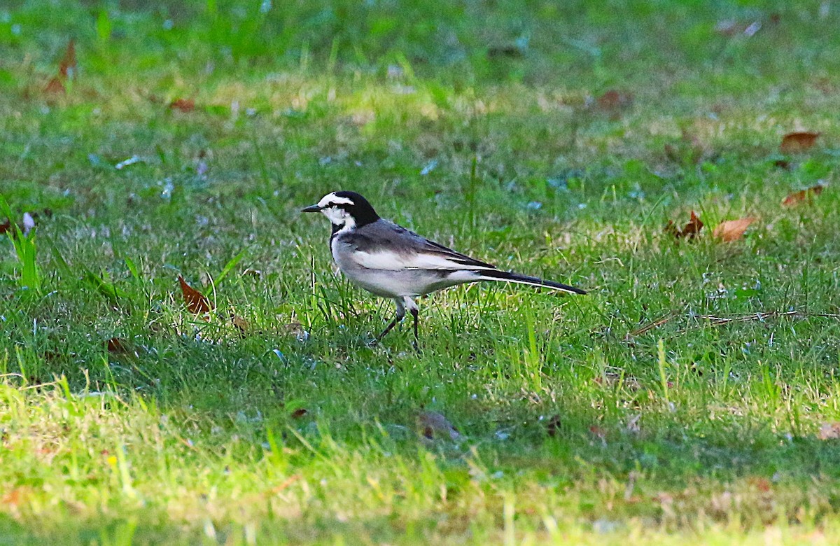 konipas bílý (ssp. lugens) - ML645431011