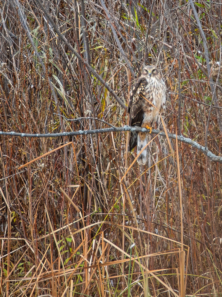 Лунь американський - ML645431016