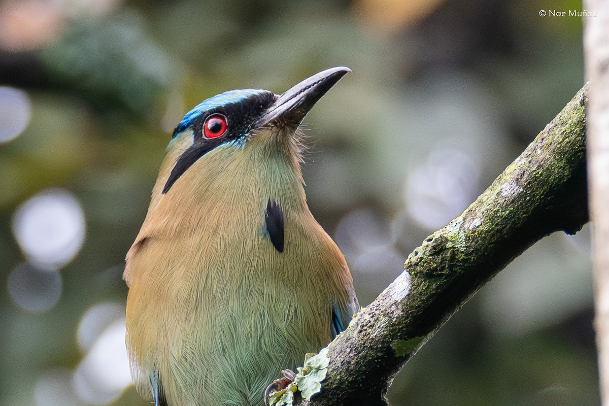 Motmot à tête bleue - ML645431023