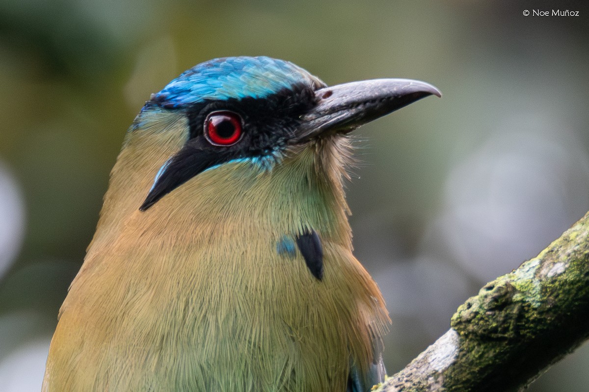 momot modrohlavý - ML645431024