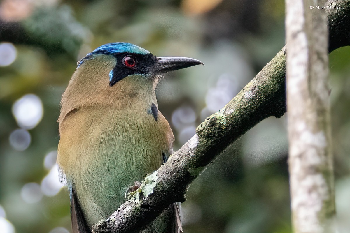 Motmot à tête bleue - ML645431025