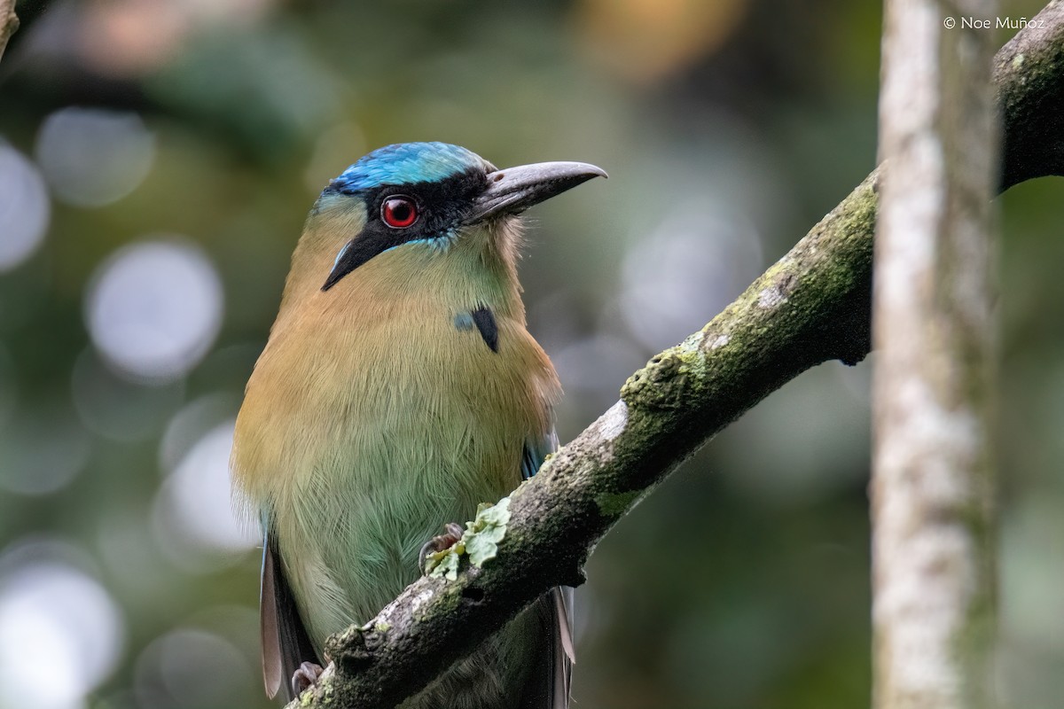 Motmot à tête bleue - ML645431026