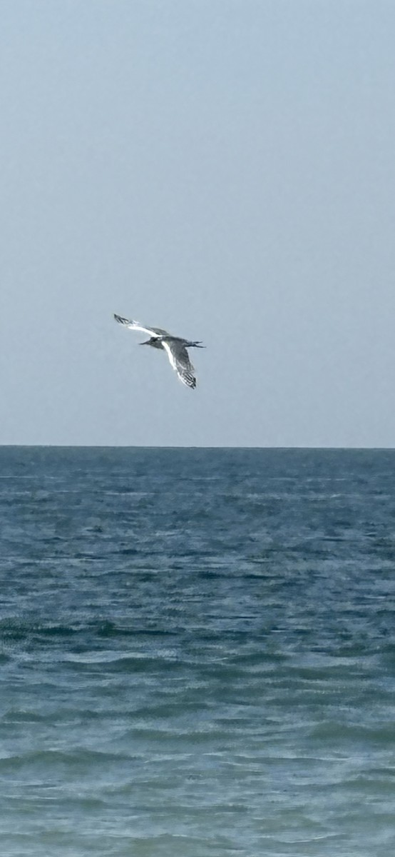 rybák západní - ML645431028