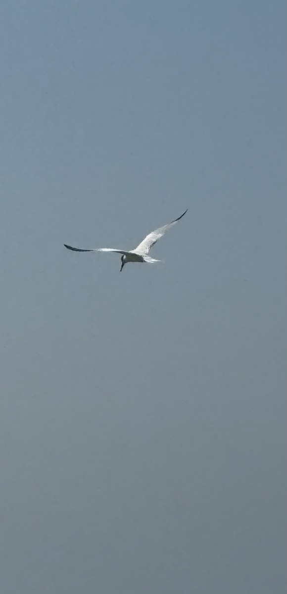 rybák západní - ML645431029