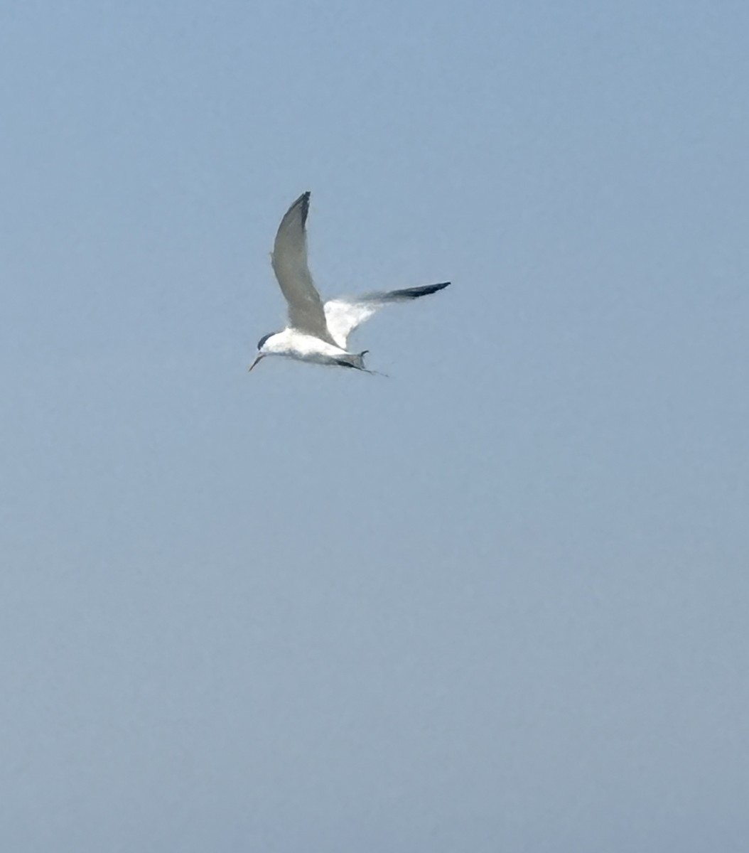 rybák západní - ML645431030