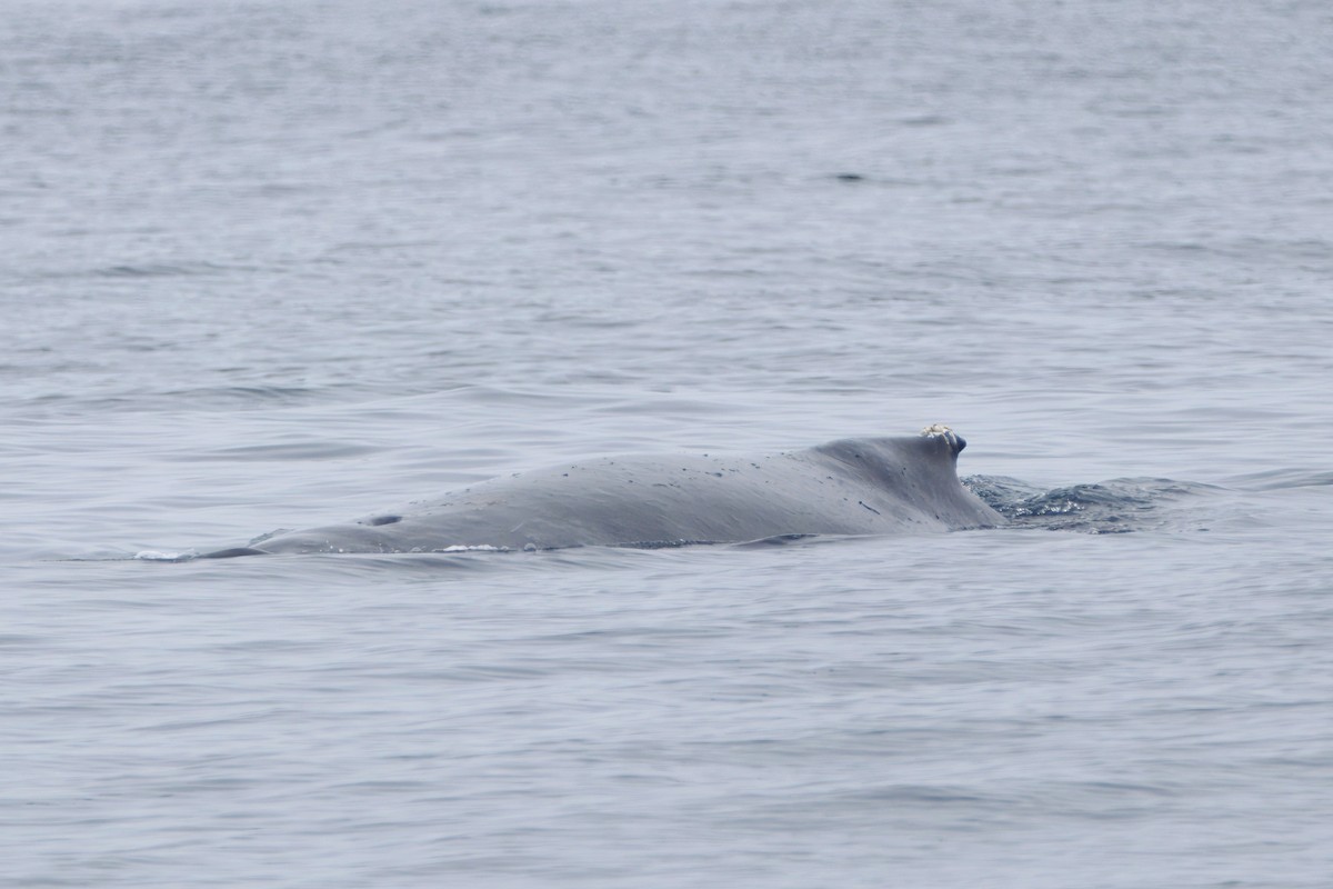 Humpback Whale - ML645431031