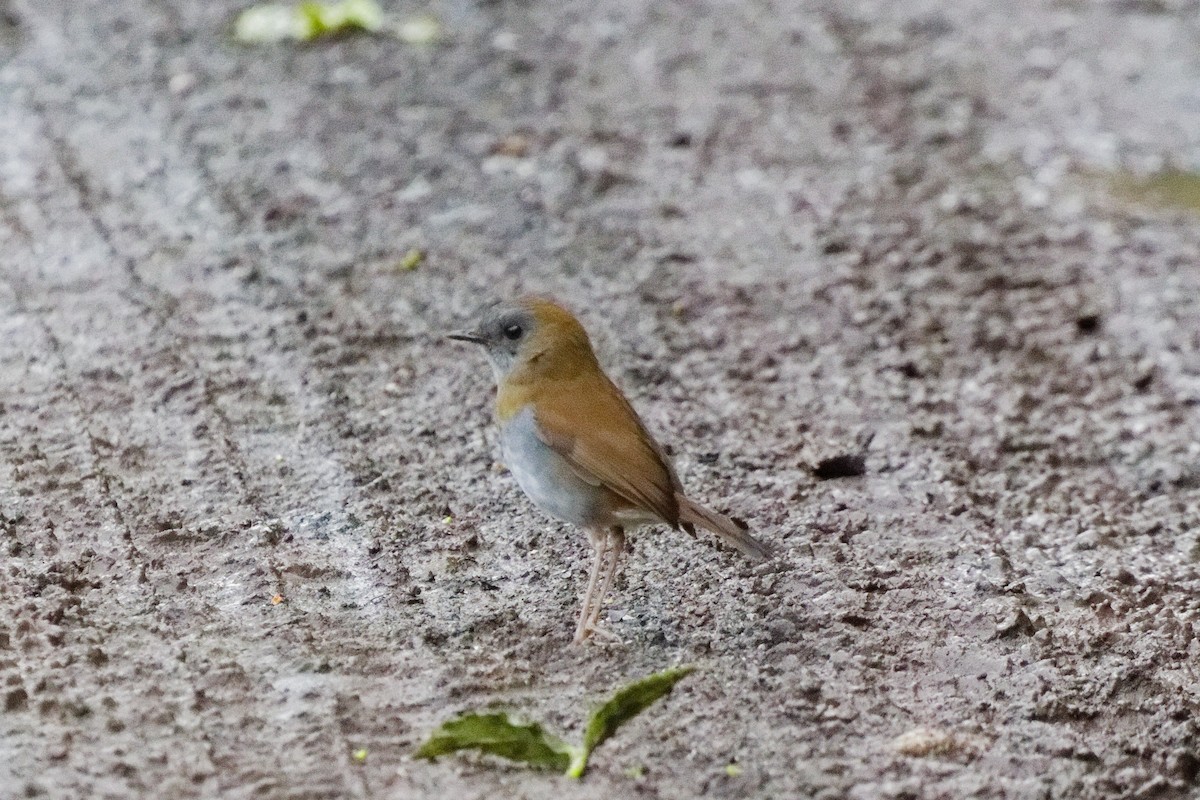 drozd šedohrdlý - ML645431032