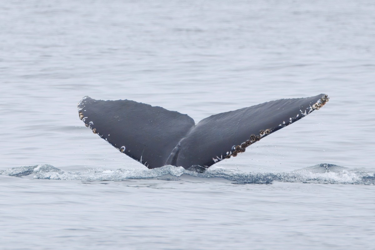 Humpback Whale - ML645431033