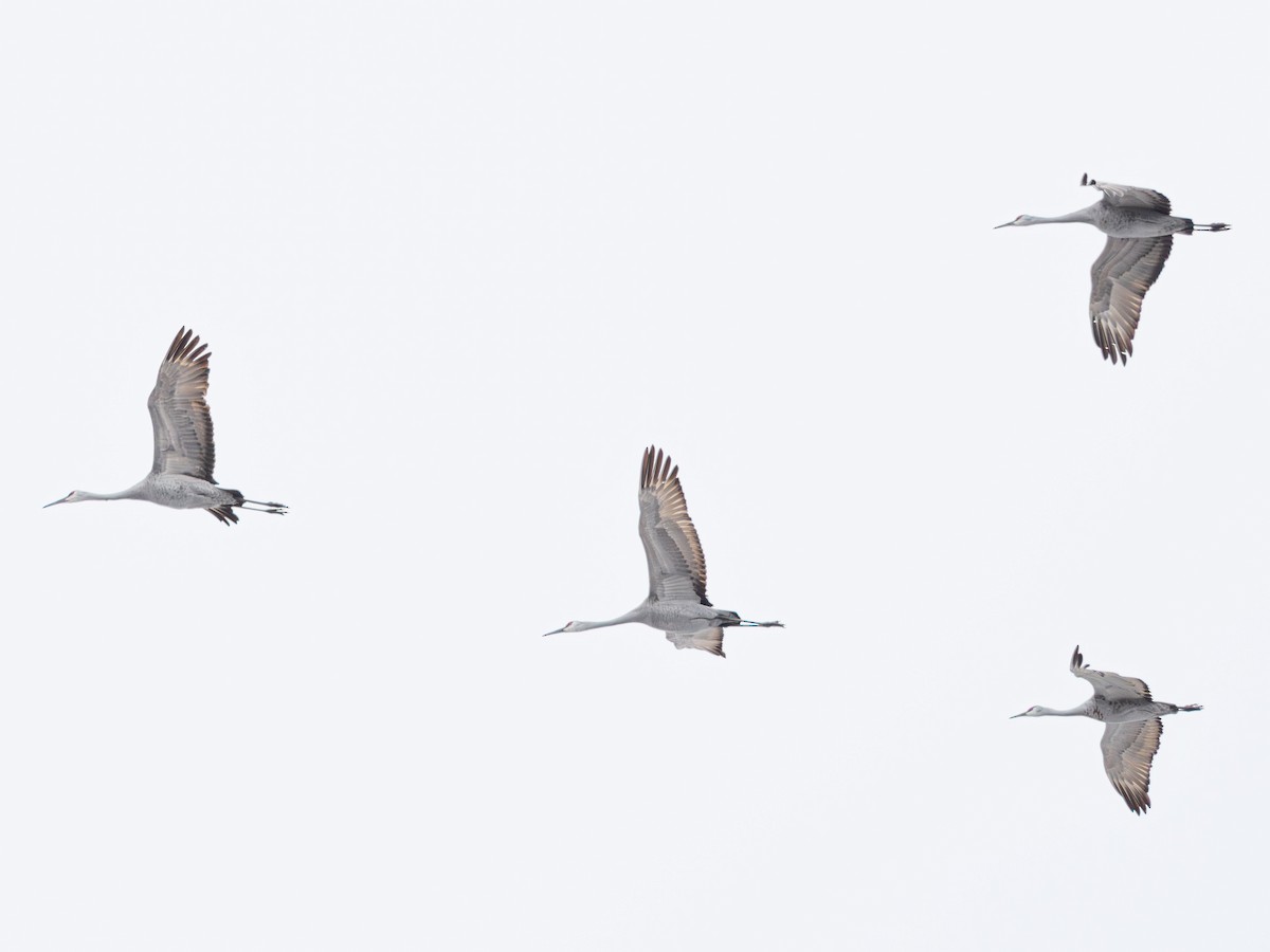 jeřáb kanadský - ML645431034