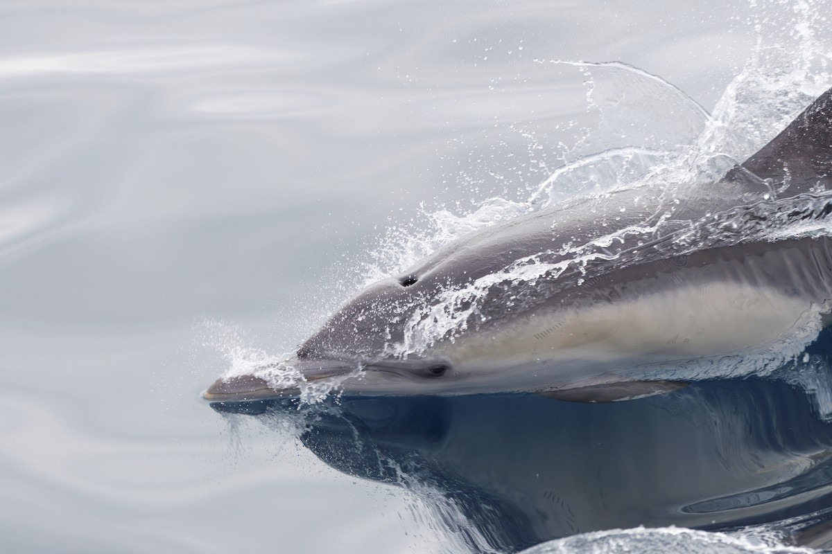 Common Dolphin - ML645431035
