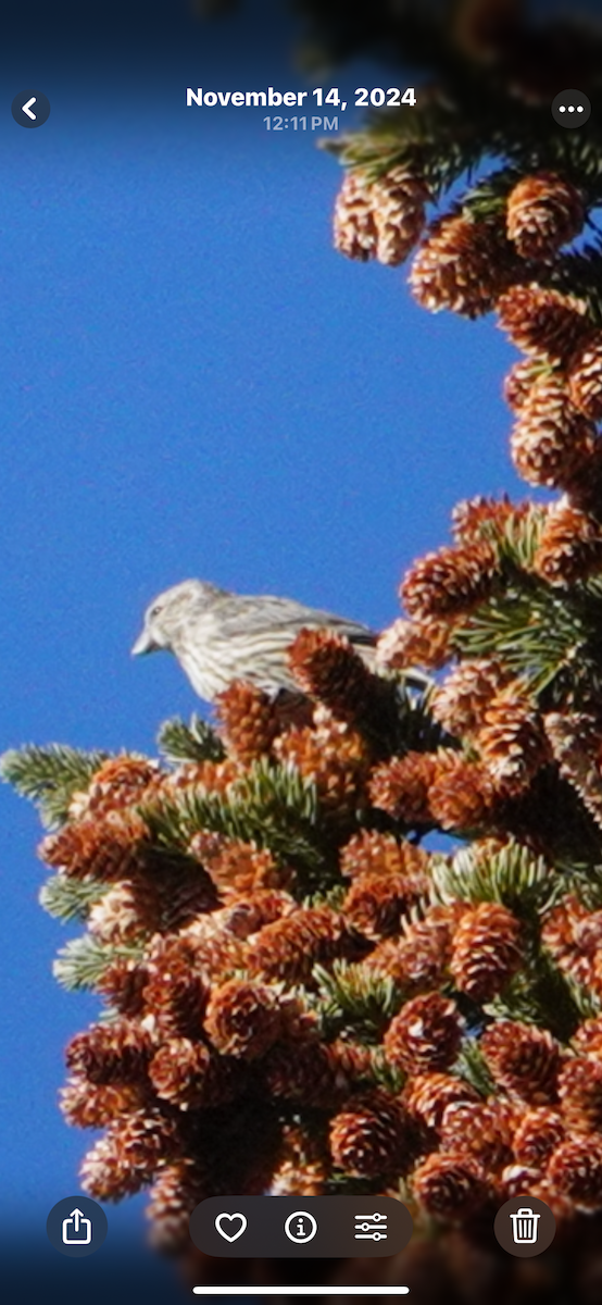 hýl rudokorunkatý - ML645431037