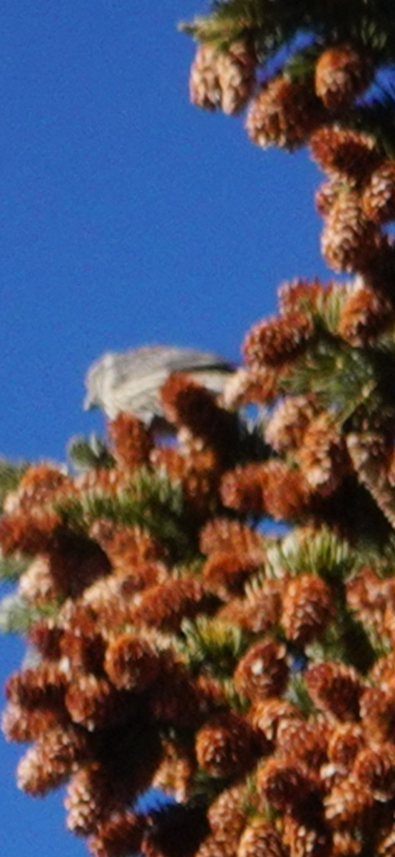 hýl rudokorunkatý - ML645431038