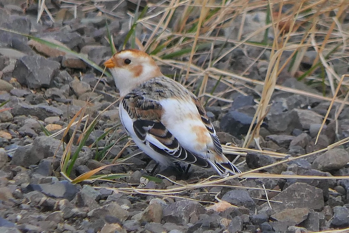 sněhule severní - ML645431039