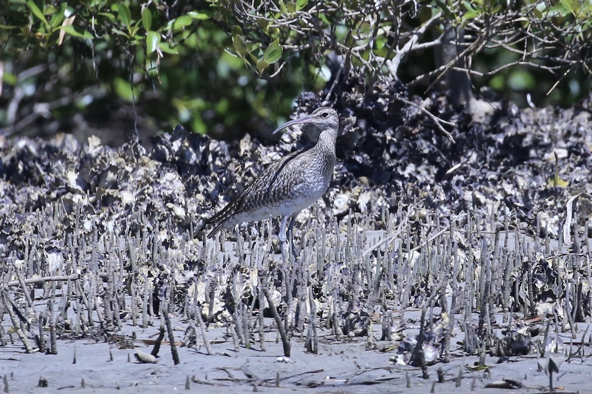 koliha malá - ML645431040