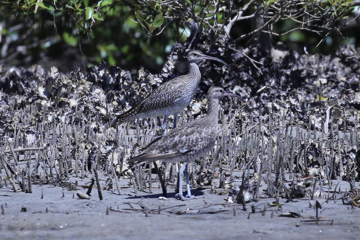 koliha malá - ML645431041