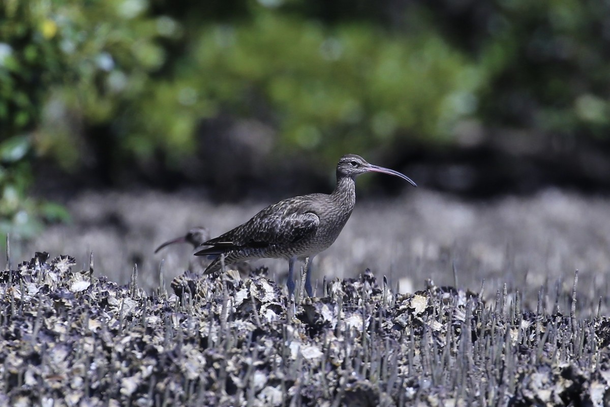 koliha malá - ML645431042