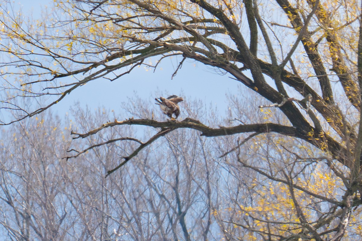 orel bělohlavý - ML645431043