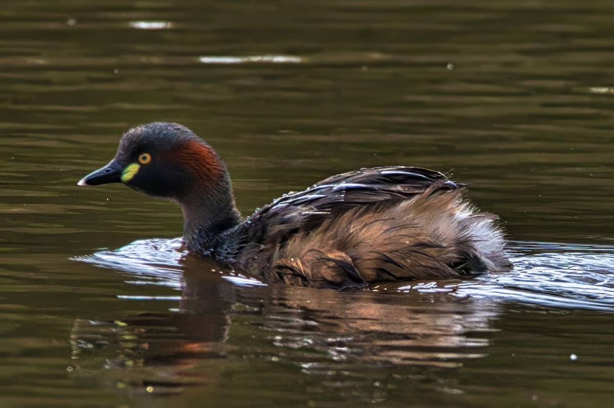 potápka australasijská - ML645431044