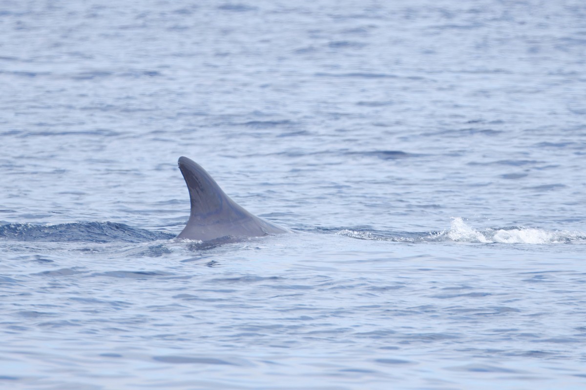Fin Whale - ML645431045