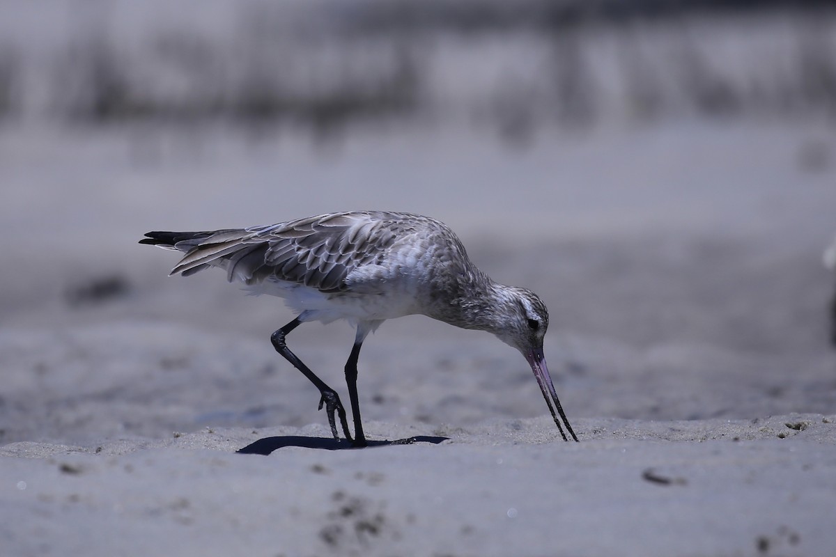 břehouš rudý - ML645431046