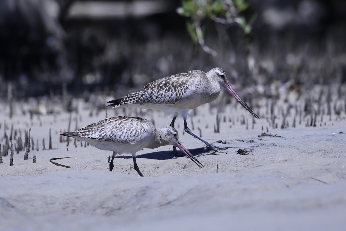 břehouš rudý - ML645431047