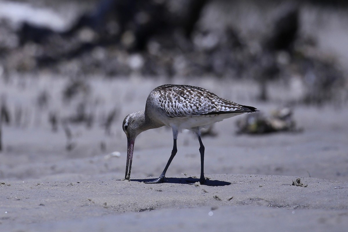 břehouš rudý - ML645431048