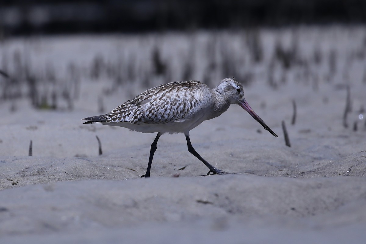 břehouš rudý - ML645431049