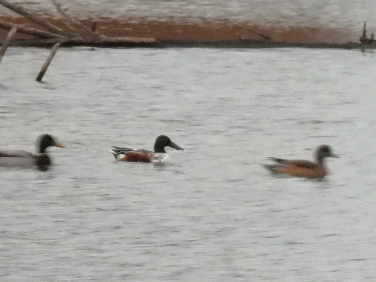 lžičák pestrý - ML645431052