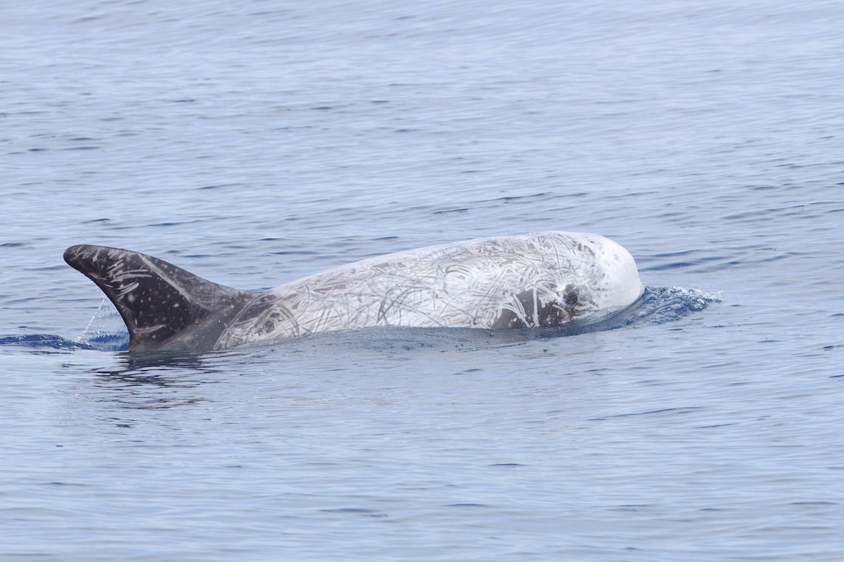 Risso's Dolphin - ML645431053