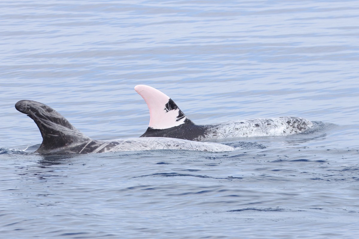 Risso's Dolphin - ML645431054