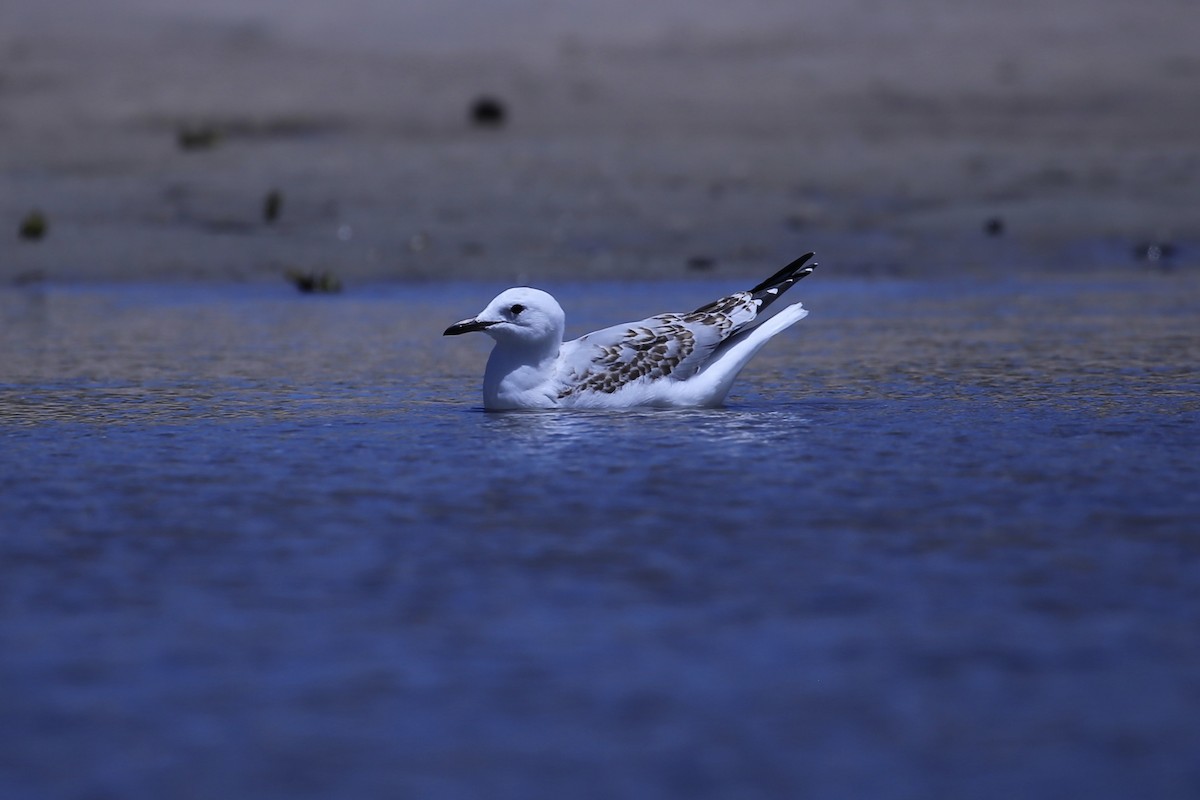 racek australský (ssp. novaehollandiae/forsteri) - ML645431055