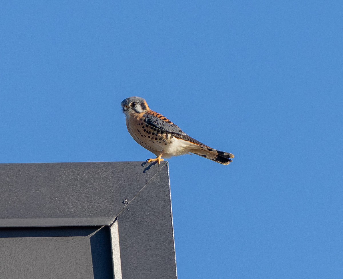 poštolka pestrá - ML645431057