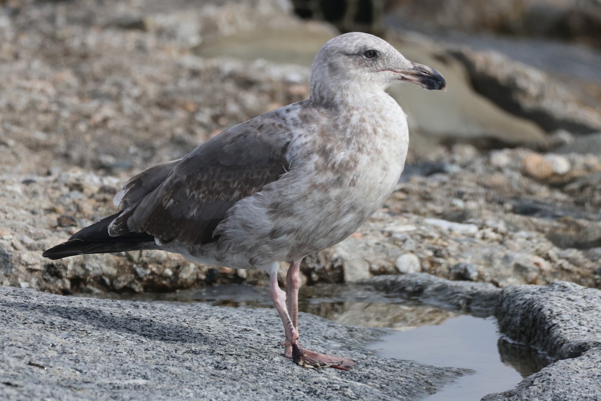 racek západní - ML645431060