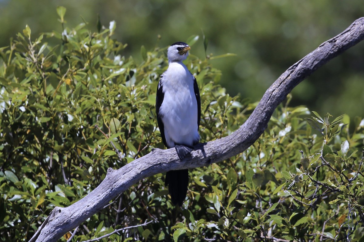 Little Pied Cormorant - ML645431061
