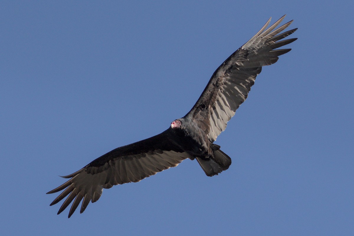 Turkey Vulture - ML645431062