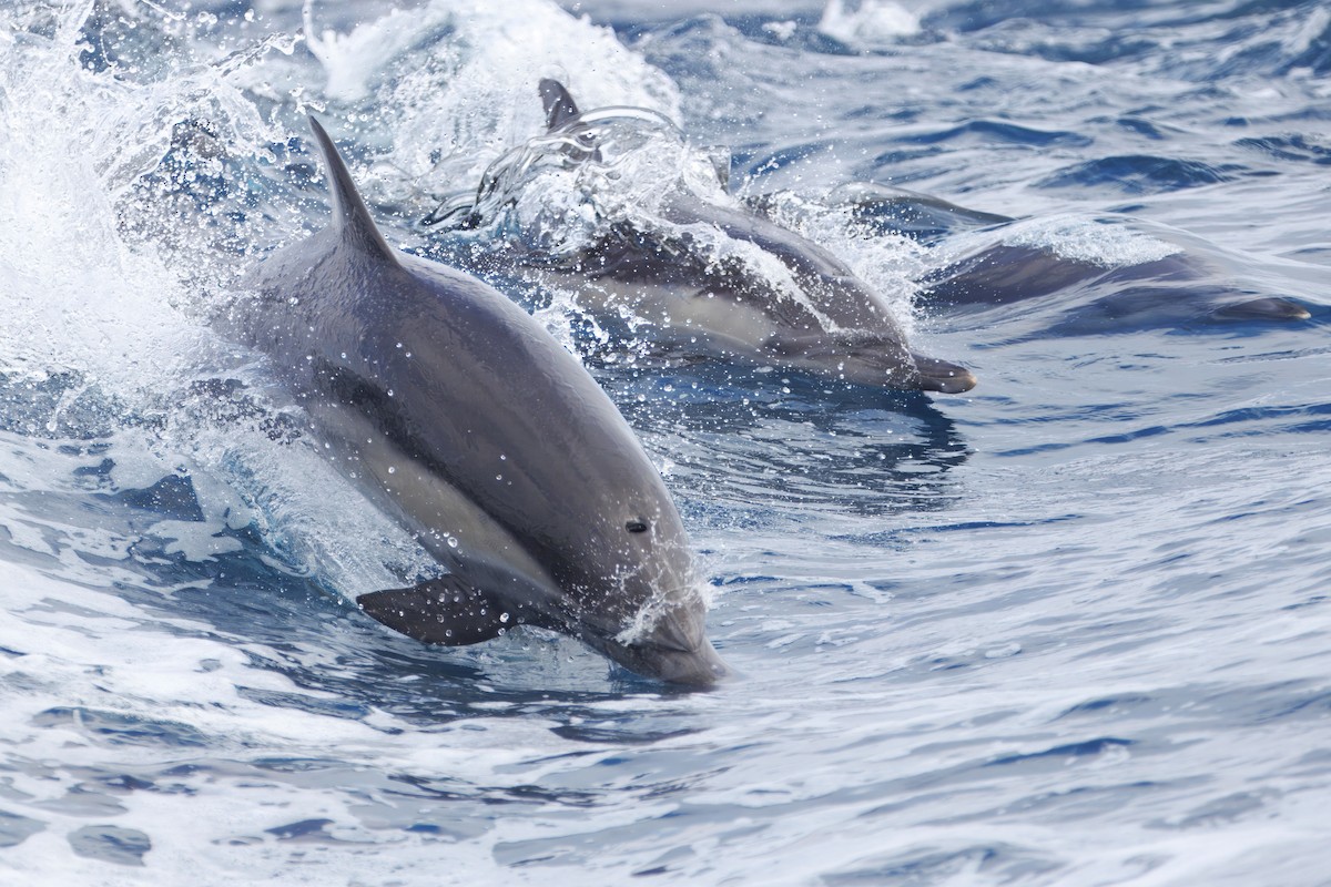 Common Dolphin - ML645431064
