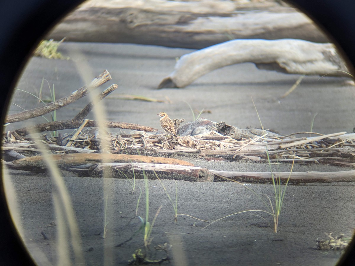 גיבתון לפלנדי - ML645431066