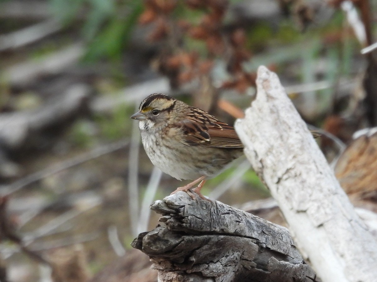 גיבתונית לבנת-גרון - ML645431068