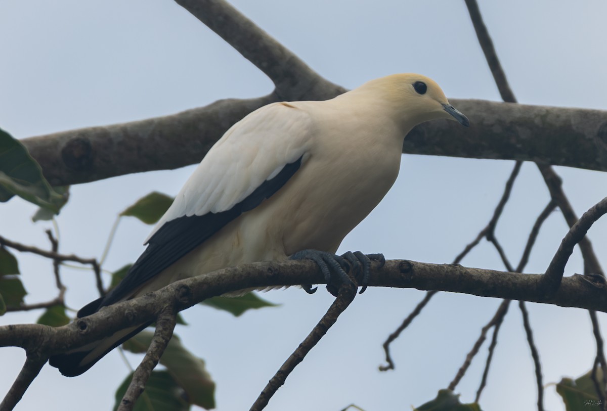 Pied Imperial-Pigeon - ML645431069