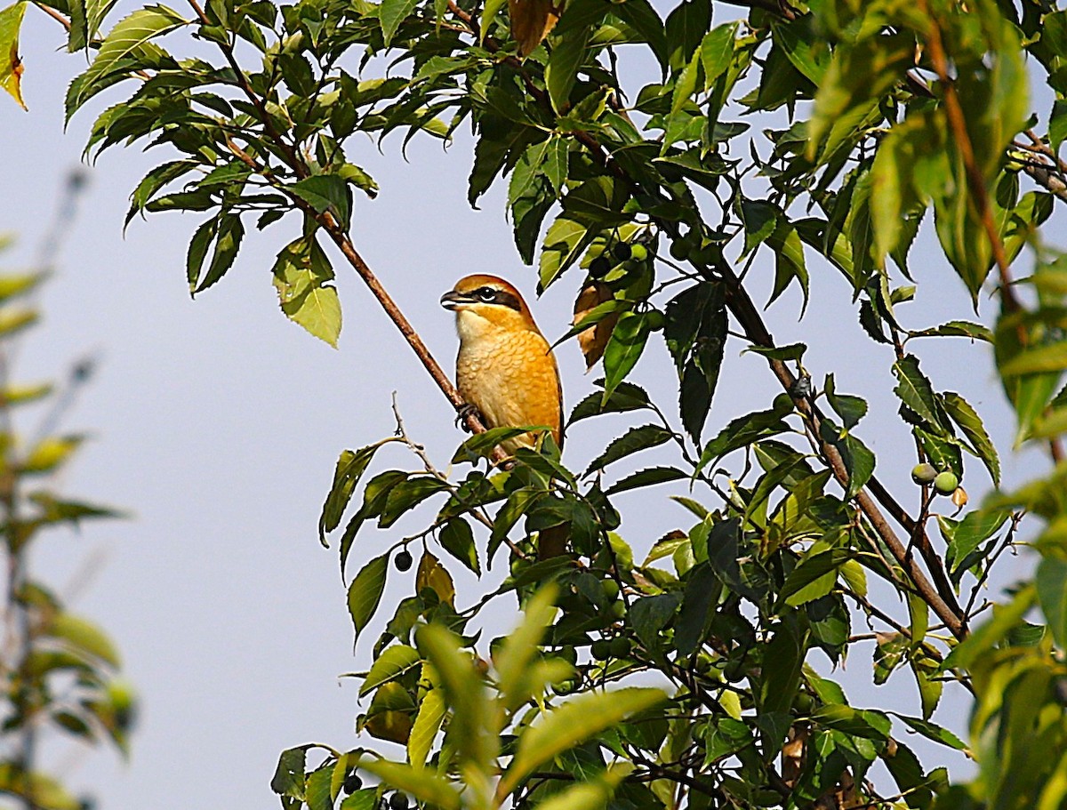 Bull-headed Shrike - ML645431070